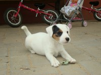 /album/stenata-puppies/stenata-2-mesice-069-jpg/